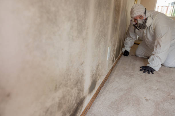 Professional Mold Removal in San Saba, TX